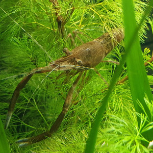 Crevettes Macrobrachium hendersoni