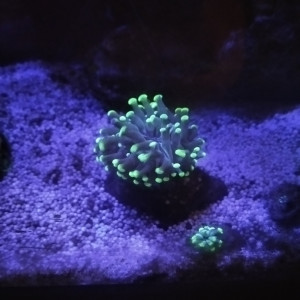 Euphyllia paraencora