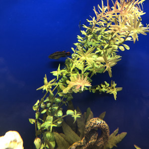 Rotala