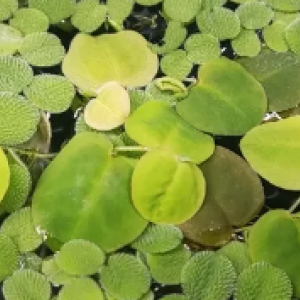 phyllanthus fluitans