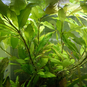 Hygrophila