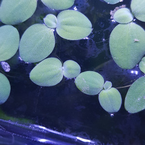 Pistia stratiotes