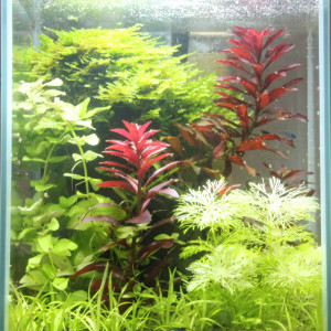 Diverses plantes d'aquarium