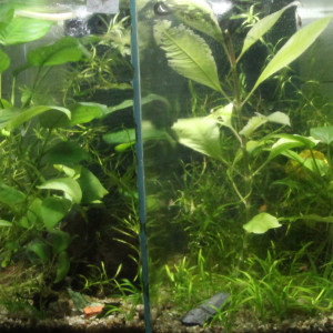 Diverses plantes d'aquarium