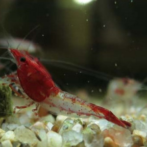 Crevettes neocaridina red rili