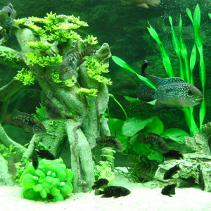 Jeunes Poissons cichlidé Rocio Octofasciata (Jack Dempsey)