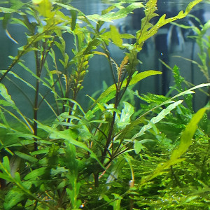 Hygrophila Pinnatifida