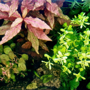 Plantes aquatiques