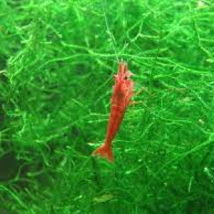 Recherche red cherry/blue jelly & planorbes au Luxembourg