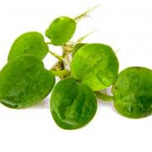 Limnobium laevigatum