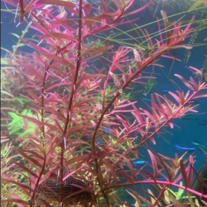 ROTALA ROTUNDIFOLIA