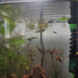 Guppy endler mâle et femelle