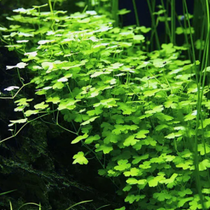 hydrocotyle tripartita