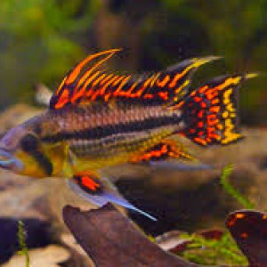 Apistogramma Cacatuoides