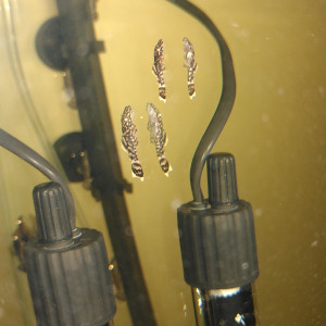 DONNE POISSONS LAVEURS