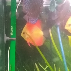 Discus red melon