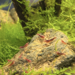 Neocaridina heteropoda - Sakura red