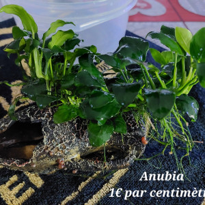 Plante anubia