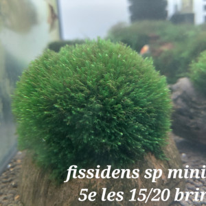 Fissidens sp mini VN