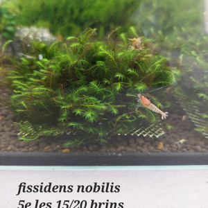 Fissidens nobilis