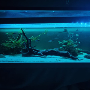 Aquarium 115L