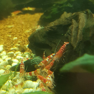 crevettes crystal red