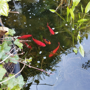 Don poissons rouges