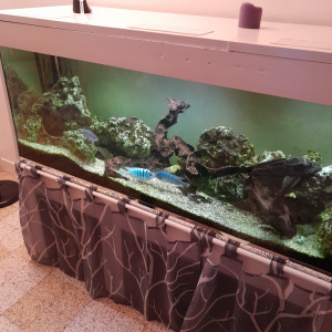 Aquarium complet  600 Litres