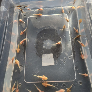 axolotl