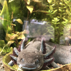 Axolotl à vendre