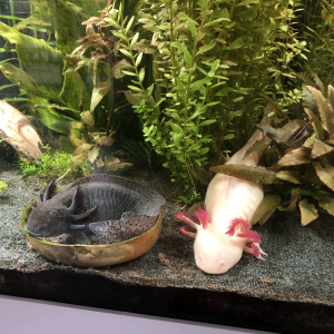 Axolotl à vendre