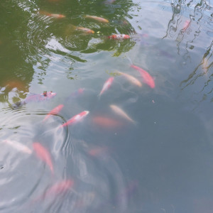 Donne poissons de bassin