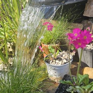 Plantes aquatiques pour bassin