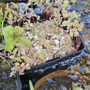 Plantes aquatiques pour bassin