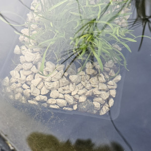 Plantes aquatiques pour bassin