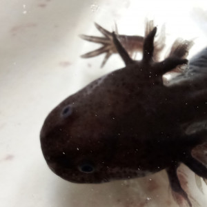 Vends jeunes axolotls mélanique noir avec certif I.FAP