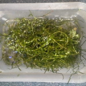 Plante aquatique elodée et herbe à guppy
