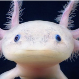 Livre- L'Axolotl à petit prix chez Aquario&Co