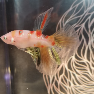 Betta splendens koi/half moon marbré