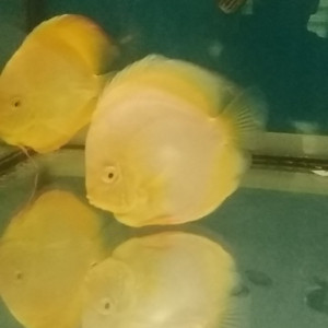 Couple de discus albino /yellow /dore