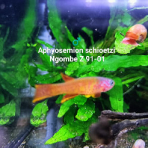 Couple ♀️♂️ Aphyosemion schioetzi Ngombe Z 91-01