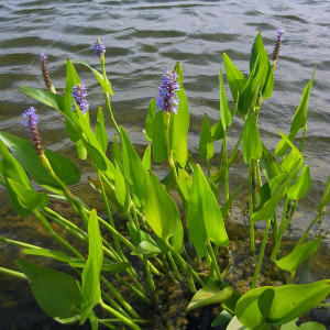 Pondetaria cordata