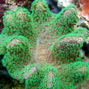 Recherche coraux contre des blobs, plantes ou de l'argent