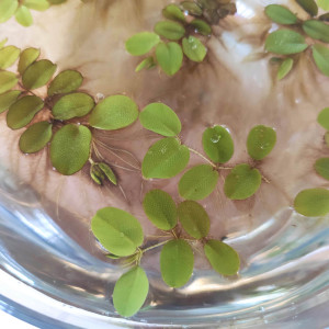 Salvinia auriculata (natans)