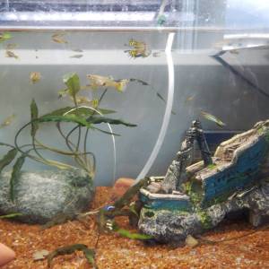 Recherche plantes en don