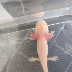 Magnifique axolotl albinos