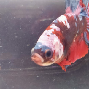 Combattant Betta plakat red koï galaxy