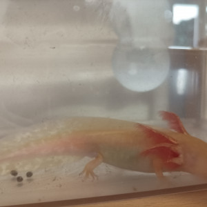 Axolotls golds, sauvages et leucistiques