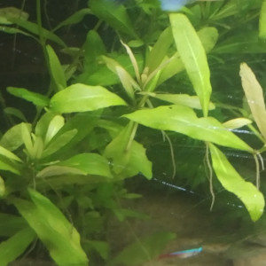 Hygrophila