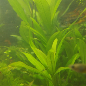 Hygrophila